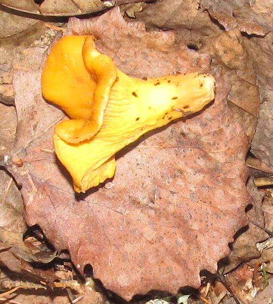 kanttarelleja löytyi rantapolulta  6 - 7 esiintymää. osa olisi ollu ok..jpg