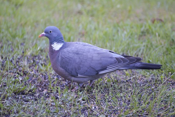 wood_pigeon.jpg