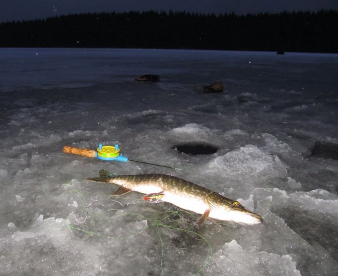 sini - kelta Delfin eilen... 4.JPG