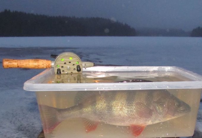 harmaa Delfin.....JPG