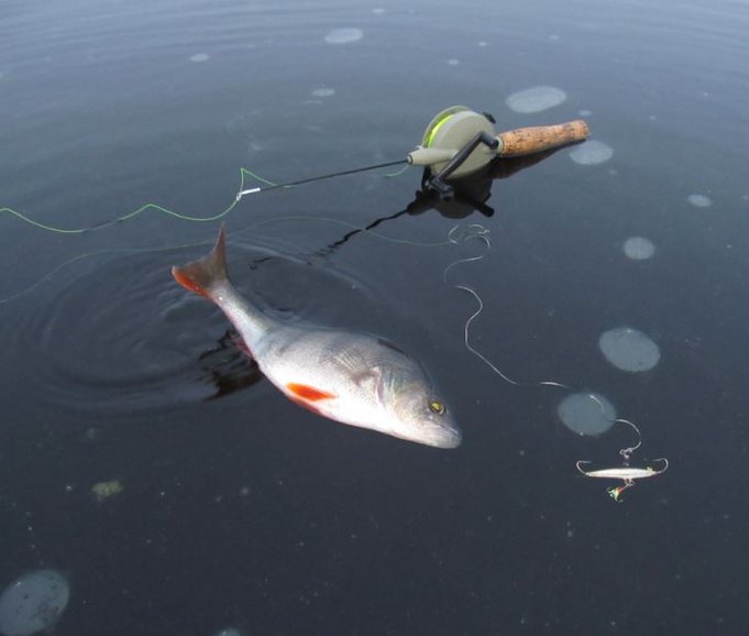 harmaa välityksellinen Delfin.....jpg