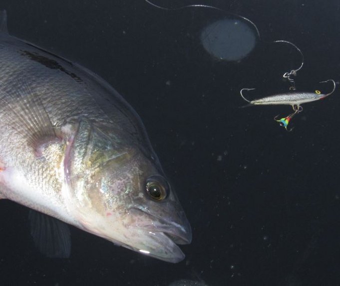 harmaa välityksellinen Delfin.....3.jpg