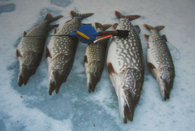 välityksellinen delffiini. vanhasta paperikuvasta..2.jpg