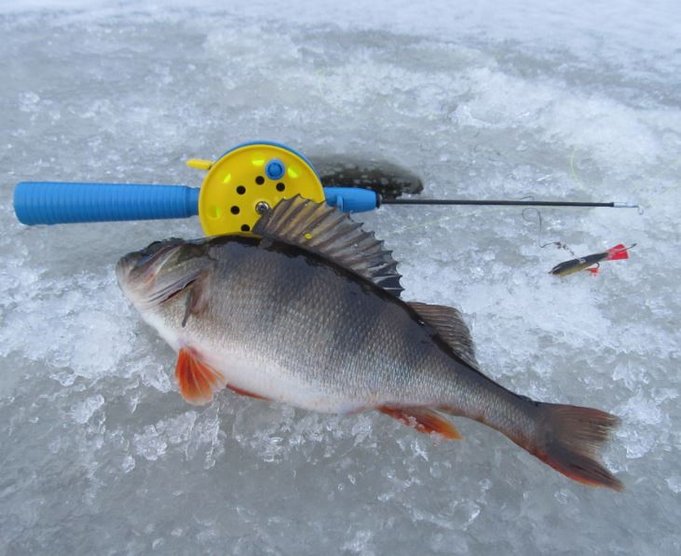 Delfin järvellä tänään..............jpg