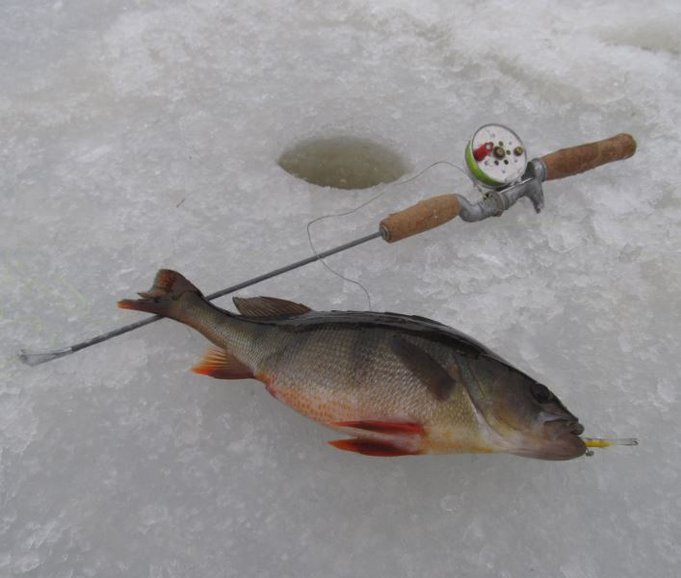 tänään lammella.......................JPG