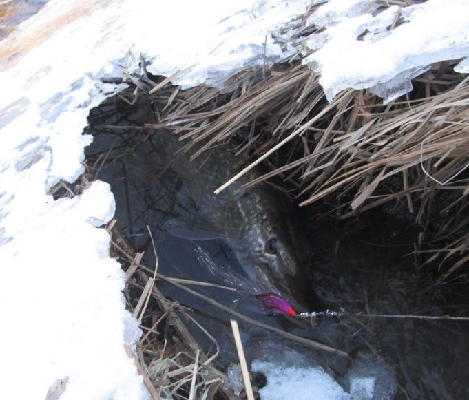 lähistöllä pieni puro johon kala kiireesti...hetki lepuutusta....siitä myös ulottui vapaaseen veteen........mutta ei tämä ihan nappiin mennyt..olis heti pitäny viedä puroon..eikä ottaa edes pikasta kuvaa..senverran kylmää,tuulta..jpg