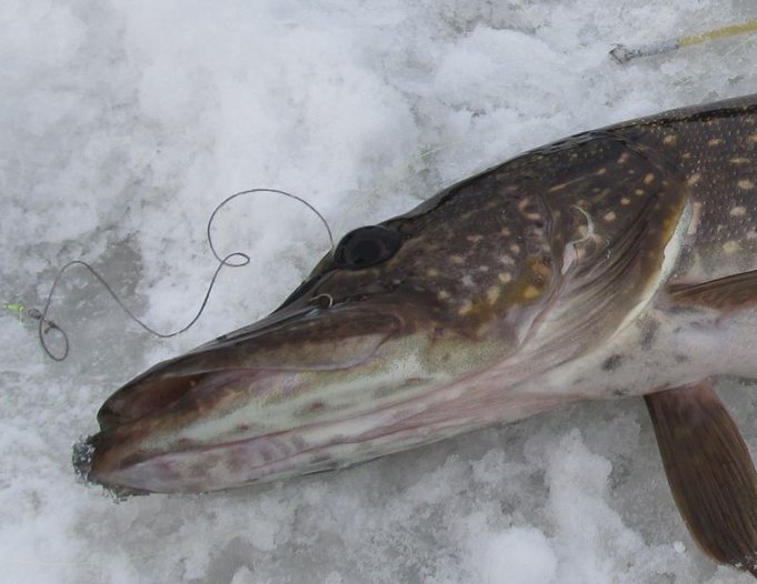 eilen lammella ---- hyvin kiinni....JPG