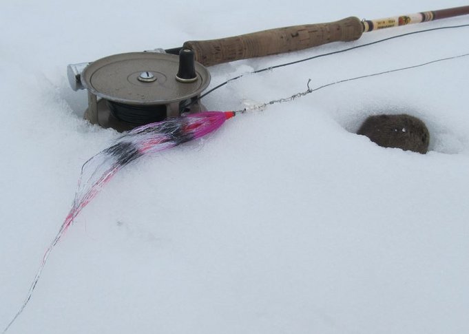 arjon cardinal....3PG.JPG