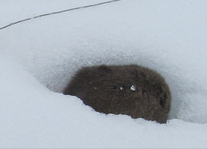 arjon cardinal....4.JPG