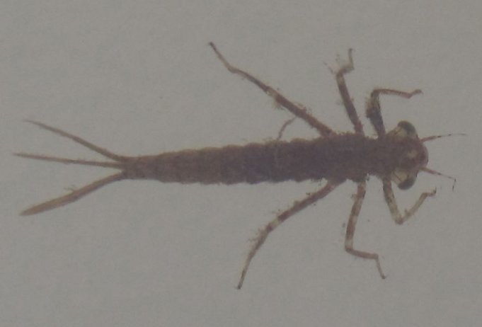 loop ja orvis - 6 - ötökkä.......JPG