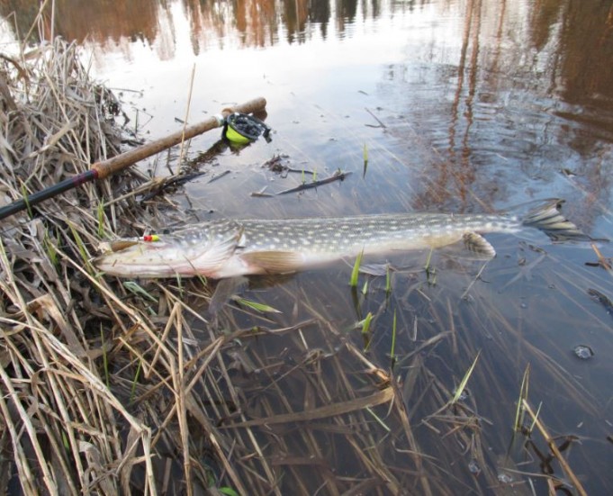 kevään eka kutenut. olikohan tiistai.........JPG