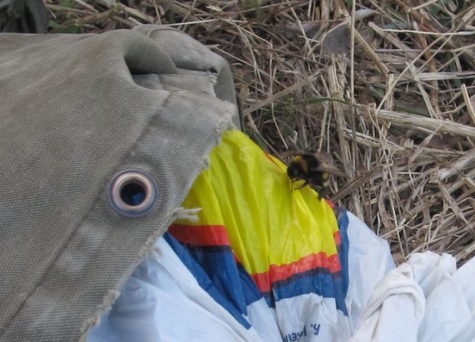 keltainen kiinosta....kun lidlin muovikassi pakatessa rapisee, ilmaantuu porukkaa tutkimaan sitä.....JPG