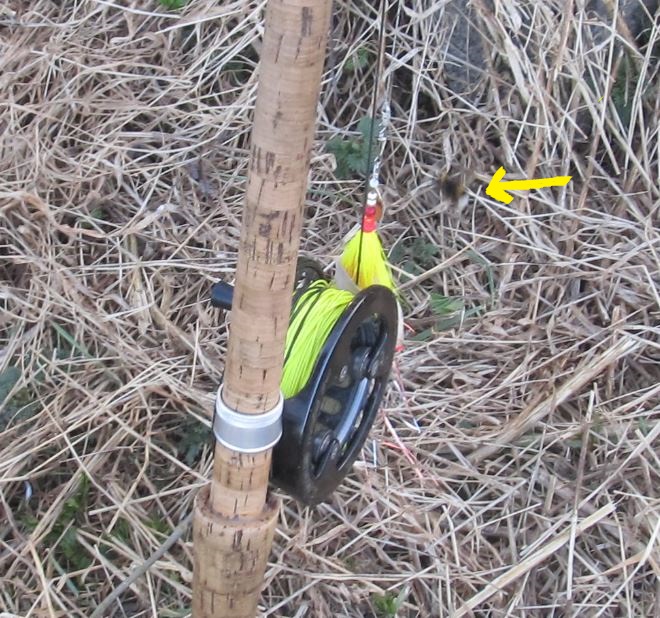 keltainen kiinostaa.....JPG