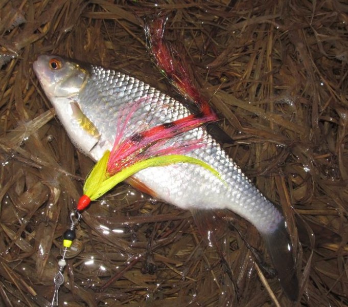 hauen ruokaa x 2....................JPG