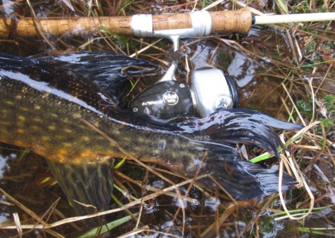 DAM prince....sama hauki, erikoinen pyrstö. muutenkin evät rispaantunu ja kyljet avohaavoilla. kutu ollu hurjaa hommaa. ainut hauki mikä tuli lammen kutupäädystä. hauet sieltä hajaantunu jo pois. kait....JPG