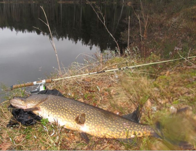 DAM prince....taidekuva.....JPG