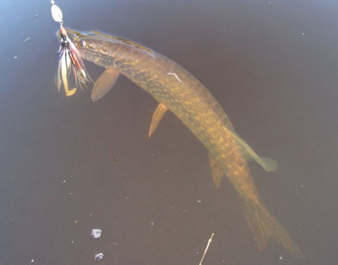 DAM hoddy.vasemmalle jarrutellaan...JPG