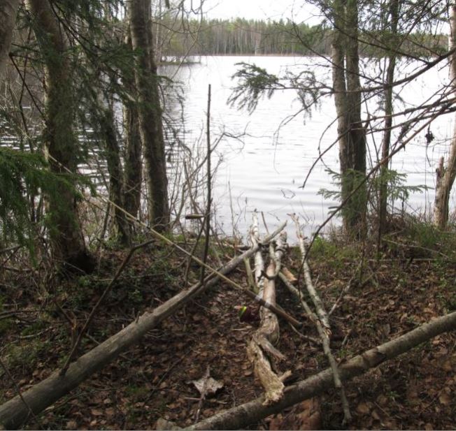 eilen...kuka..mä... jättäny puustoa heittosektorille...olen sentään vetäny puut maalle....jpg