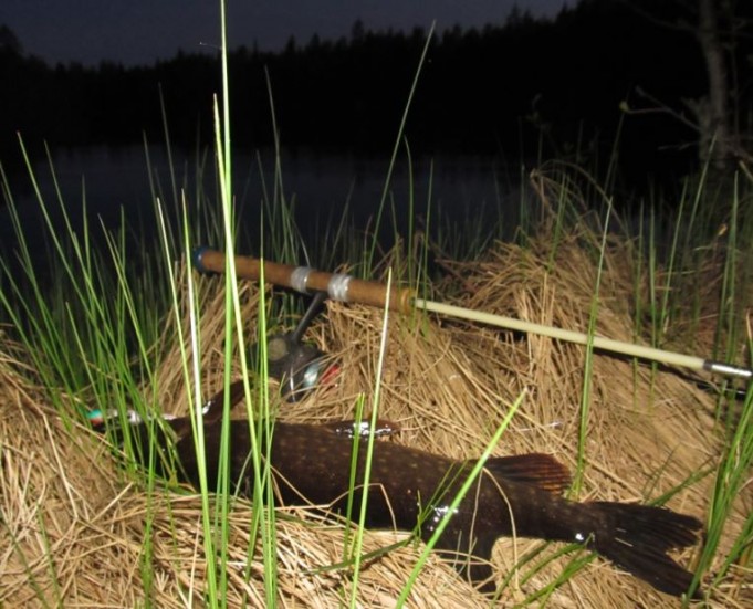 yhdenjtoista hauki.....JPG