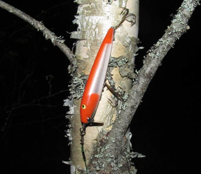 hilo minnow..1.....JPG