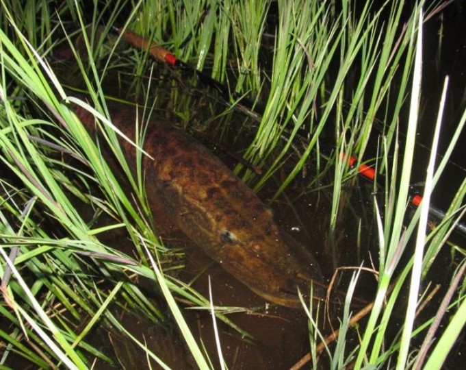 hauki ...... 3JPG.jpg