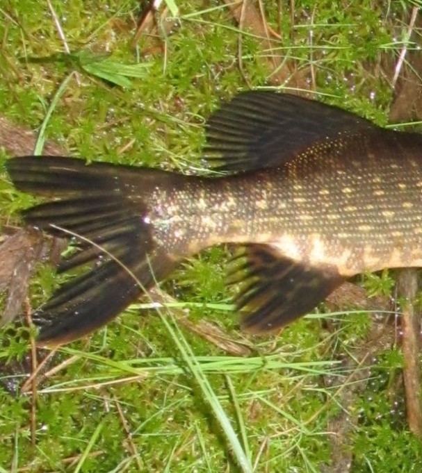 pyrstö....lotto 12 g.....JPG