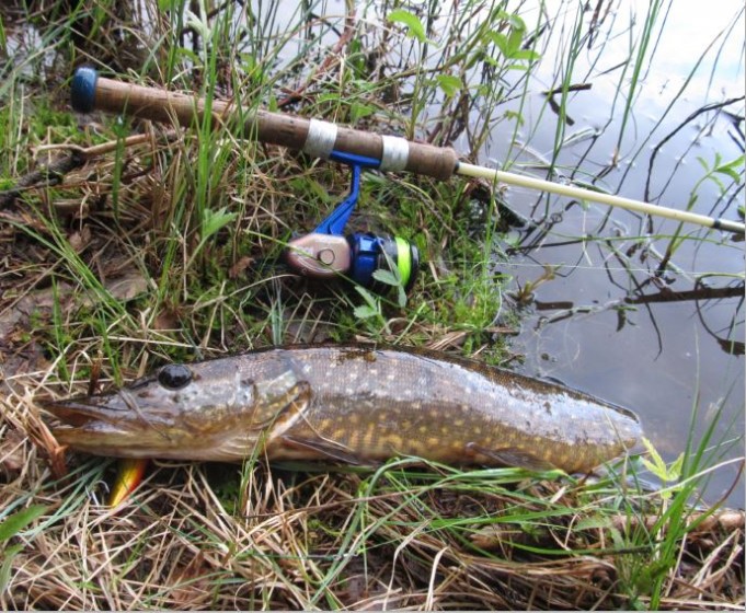 Shakespeare 2001 ......2.....JPG