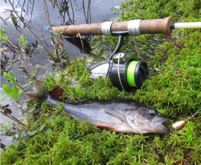 Shakespeare 2270 ja ahven.....JPG