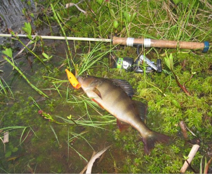 ahven ja Lidlin popperi...................JPG