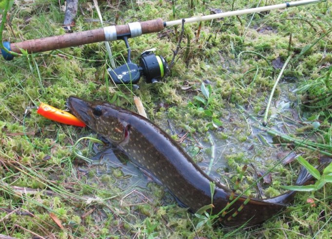 Mitchdell 204 ----  2 ----.JPG