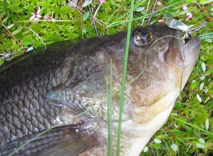 hotkasi kuusamon uistimen, kumman. 10 g..............jpg