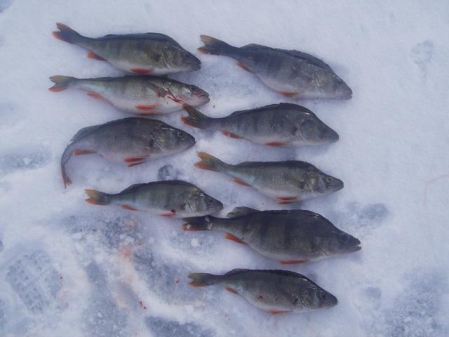 imgp0754_0 9 ahvenen setti.jpg