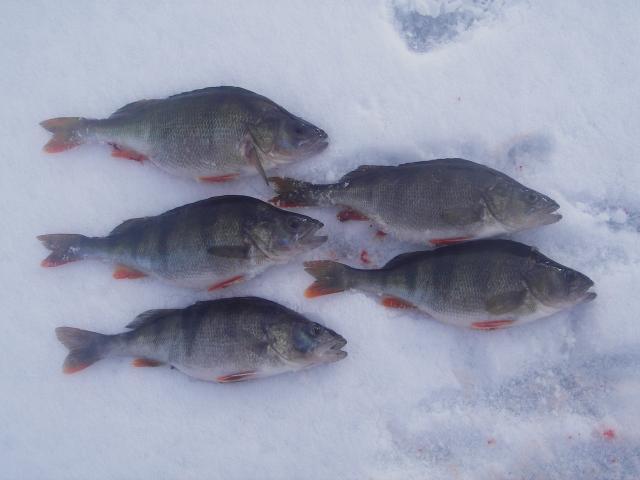 imgp0753 5 ahventa setti.jpg