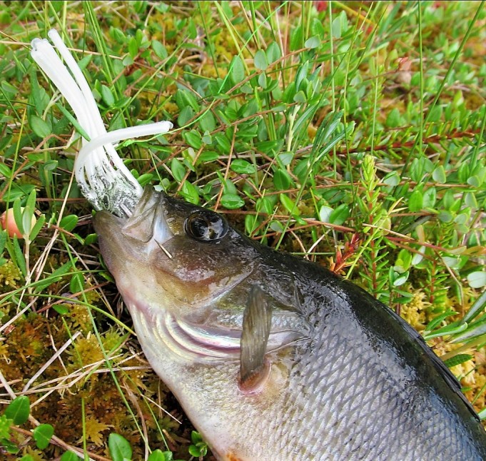 Lentäjä ---- 700 ---- .jpg