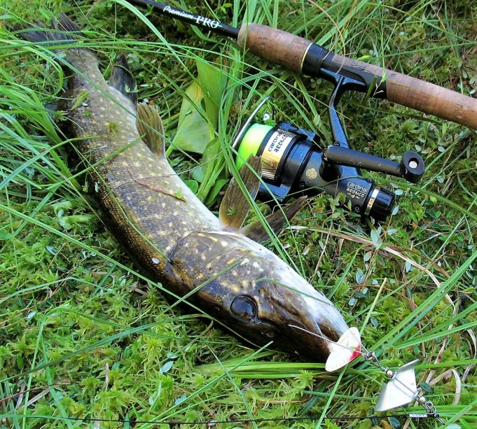 Viiksillä vitaikossa ---- 10 ----.jpg