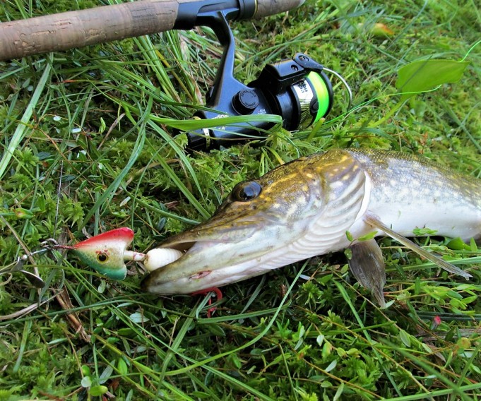 Viiksillä vitaikossa ---- 60 ----.jpg