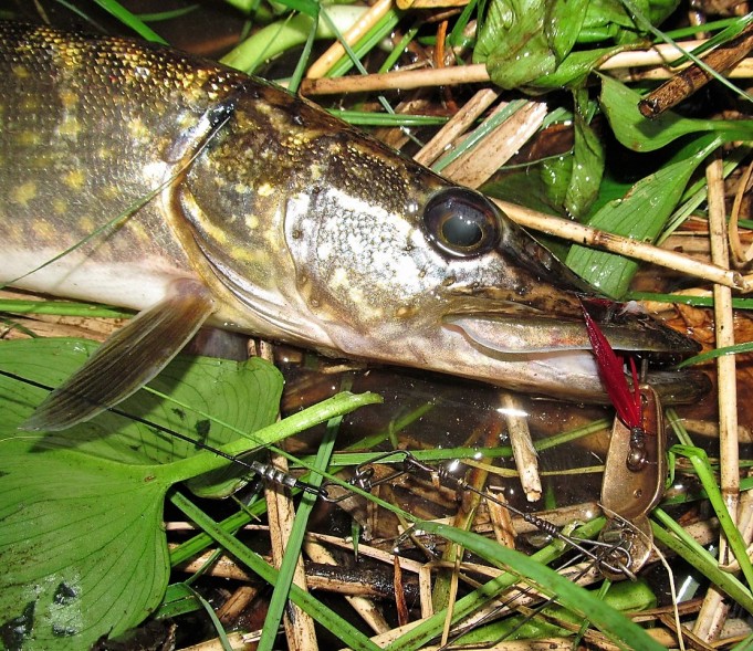 Viiksillä vitaikossa ---- 90 ----.jpg