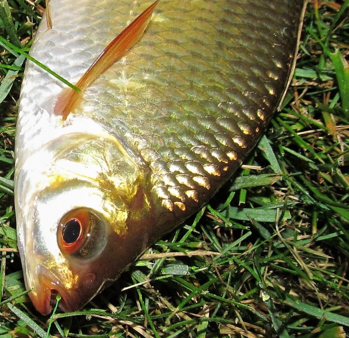 Sorvaa ----20---- .jpg