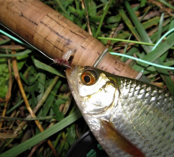 Scott .... 2.....jpg