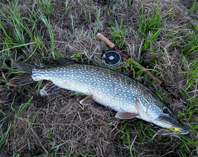 Fenwick ---- 900 ----.jpg