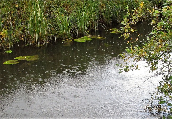 pilkkuja ja viiruja ---- 100 ----.jpg