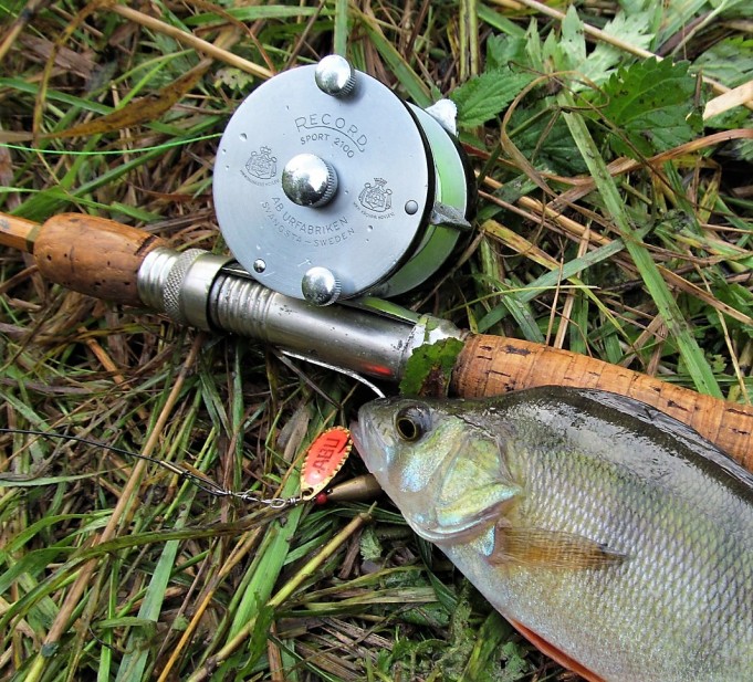 pilkkuja ja viiruja ---- 800 ----.jpg