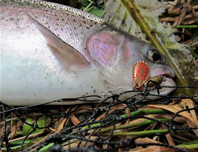 pilkkuja ja viiruja ---- 1000 ----.jpg