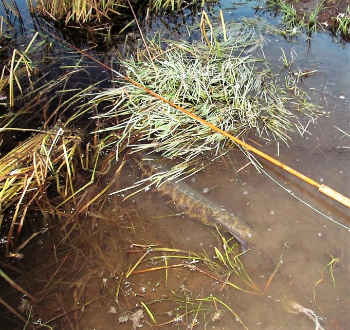 Nurtsihauki .... 30.....jpg