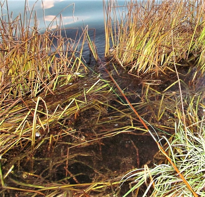 Nurtsihauki .... 40.....jpg