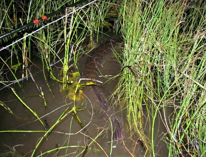 L A  .... 700 ....  .jpg