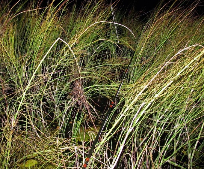 L A  .... 800 ....  .jpg