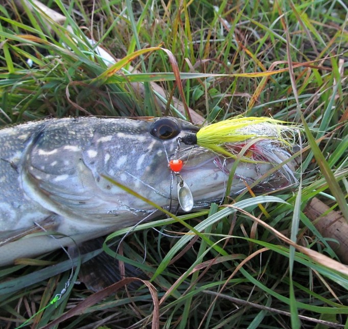 Peltomeininkiä .... 30 .....jpg