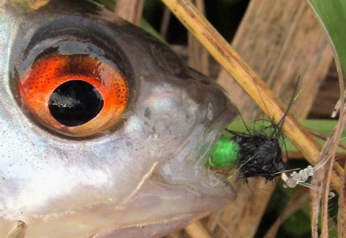 DAM ja B & W .... 300 .....jpg