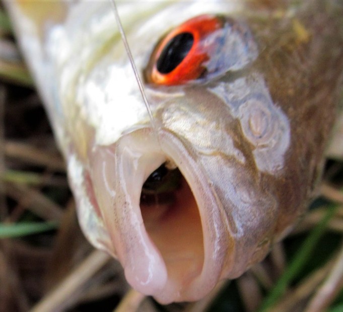 DAM ja B & W .... 600 .....jpg